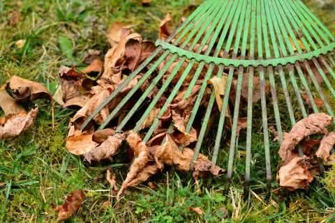 Rake gathering colorful fall leaves during seasonal yard cleanup for autumn cleaning checklist.